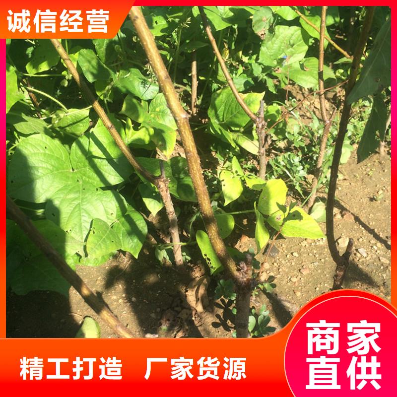 杏_梨树苗质量三包大库存无缺货危机