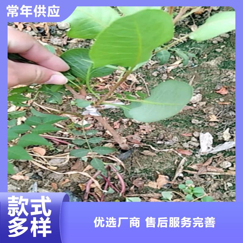 开心果花椒苗海量库存产地厂家直销