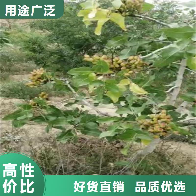 开心果-苹果苗厂家直发源头厂商