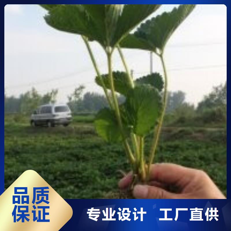 草莓苗-无花果树苗货源足质量好好货采购