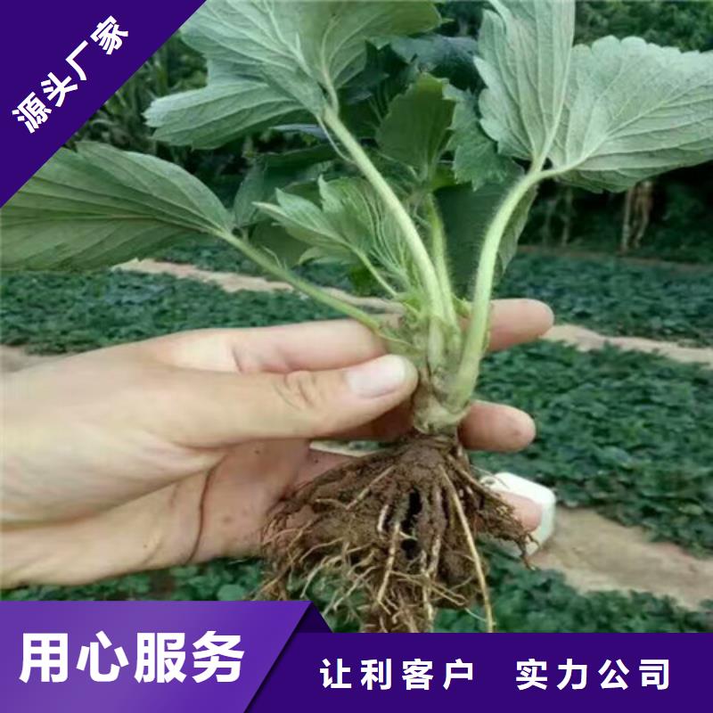 【草莓苗】西梅树苗优良材质本地生产厂家