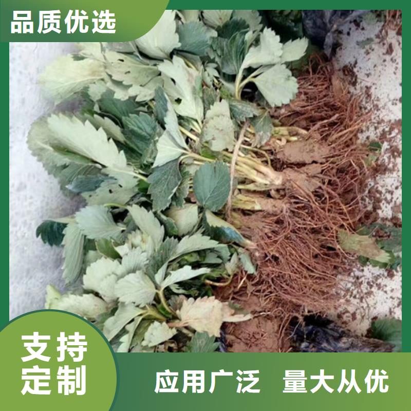 草莓苗-桃树苗品质信得过大量现货