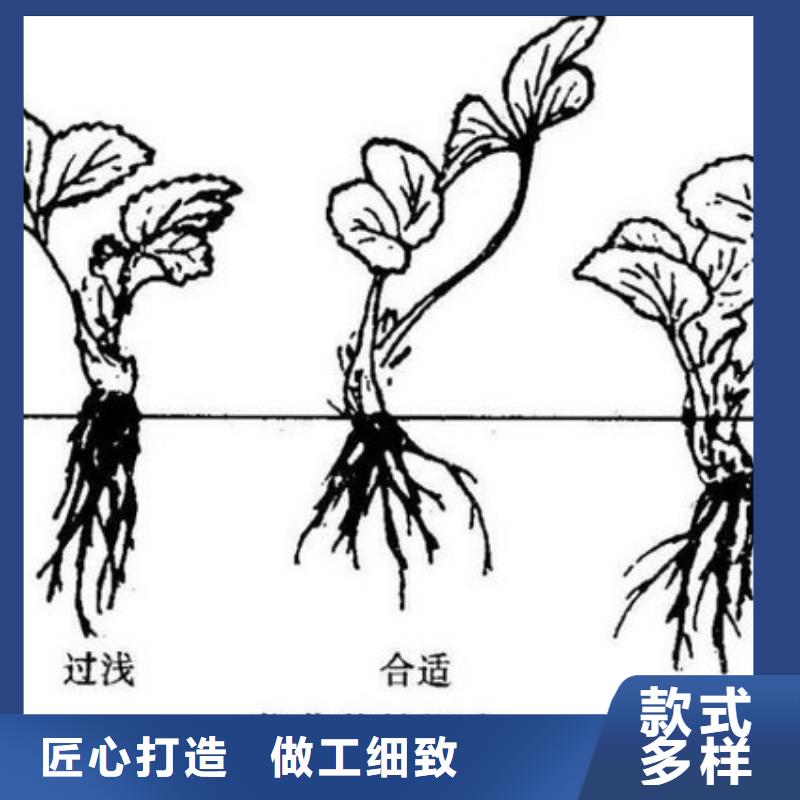 【草莓苗】果树苗免费询价专业生产N年