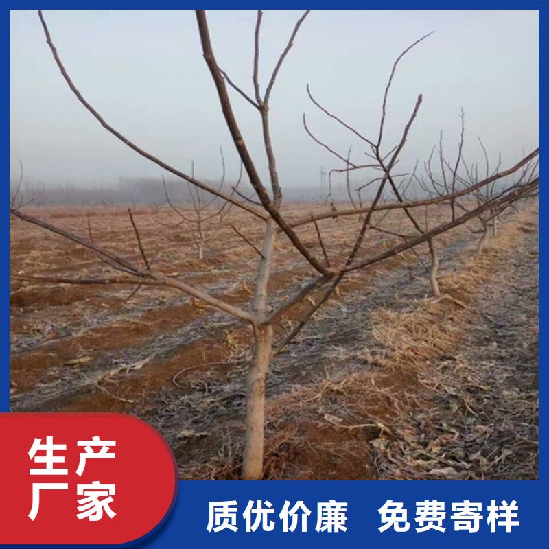 核桃苗-果树苗批发基地安心购同城制造商