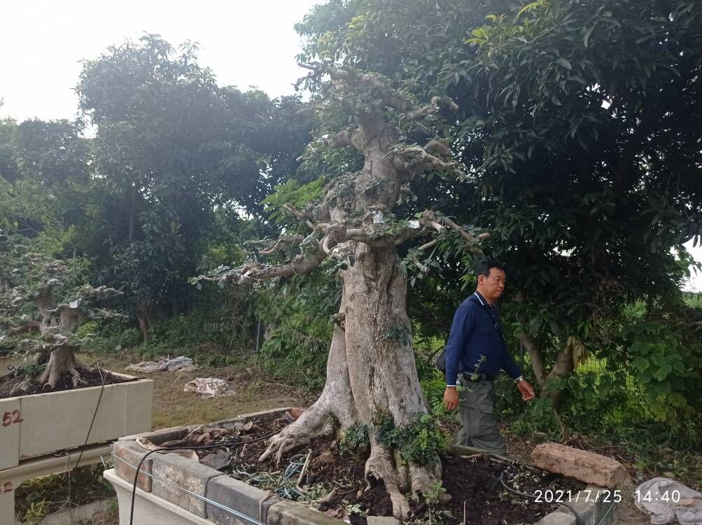 淤泥固化剂景观池蓝藻污染水体处理价格优